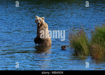 Eine Mutter Braunbär schaut zurück auf Ihren Jungen zu prüfen, während Brooks River, Katmai National Park, Alaska überqueren Stockfoto