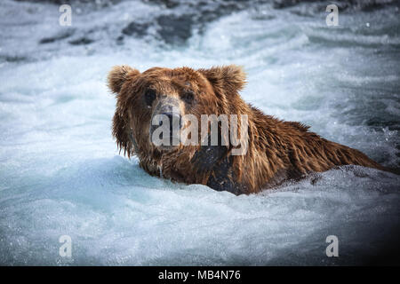 Eine große männliche Braunbären Fische für Lachs in der "Whirlpool" an der Basis der Bäche, Wasserfälle, Katmai National Park Stockfoto