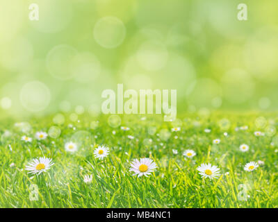 Grüne Rasen mit weißen Gänseblümchen Blumen Frühling verschwommenen Hintergrund Stockfoto