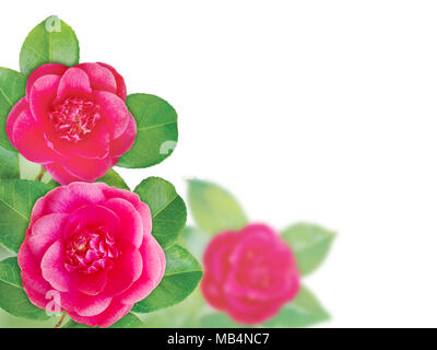 Zart rosa Camellia Anemone form Blumen mit Blättern. Blumen Ecke. Stockfoto