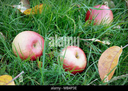 Drei rosy Äpfel fiel auf das grüne Gras Stockfoto