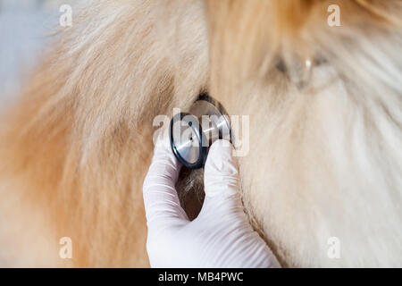 Ein Medical Health Check auf einem Shetland Sheepdog Stockfoto