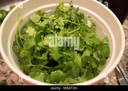 Frische grüne Blätter von Koriander oder cilantro Eintauchen in eine Schüssel mit Wasser während der Vorbereitung für das Kochen als aromatisches Gewürz Inhaltsstoff verwendet werden Stockfoto