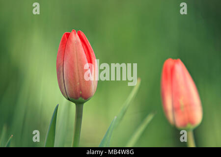 Red Tulips Stockfoto