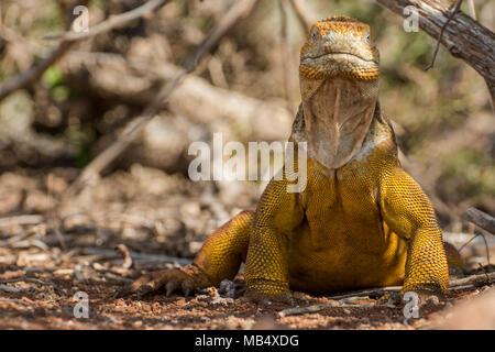 Eine große männliche Galapagos land Iguana (Conolophus subcristatus) Ausruhen im Schatten eines Busches auf North Seymour Insel auf Galapagos, Ecuador. Stockfoto