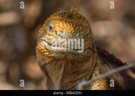 Eine große männliche Galapagos land Iguana (Conolophus subcristatus) Ausruhen im Schatten eines Busches auf North Seymour Insel auf Galapagos, Ecuador. Stockfoto