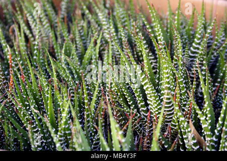 Zebra Cactus Stockfoto