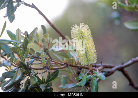 Banksia Banksia integrifolia bekannt als Küste ist ein Eingeborener australischer Baum, in Parks und in der Nähe der Strände an der Ostküste von Australien. Stockfoto