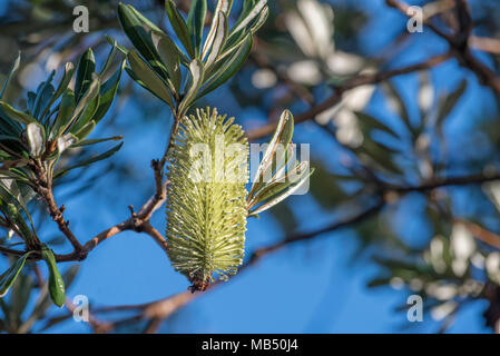 Banksia Banksia integrifolia bekannt als Küste ist ein Eingeborener australischer Baum, in Parks und in der Nähe der Strände an der Ostküste von Australien. Stockfoto