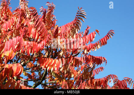 Rote Blätter Zweig am blauen Himmel Stockfoto
