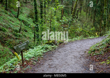 Der Wildwood Trail in Forest Park, Portland, Oregon. Ein gepflegter Wanderweg schlängelt sich durch einen Stadtpark. Stockfoto