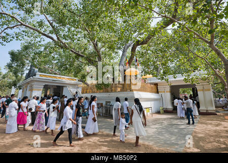 Horizontale Ansicht des Bodhi Baum an Jaya Sri Maha Bodhi in Anuradhapura, Sri Lanka. Stockfoto