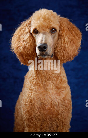 Standard poodlle im Studio Portrait mit blauen Hintergrund Stockfoto