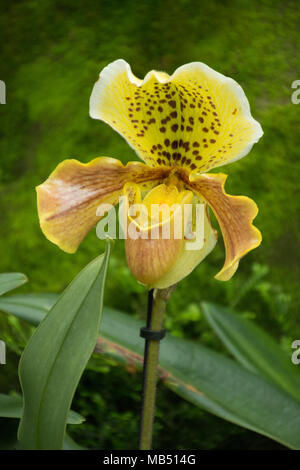 Paphiopedilum, oder Venus Pantoffel, der Prinzessin von Wales Wintergarten, Royal Botanic Gardens in Kew, London, UK Stockfoto