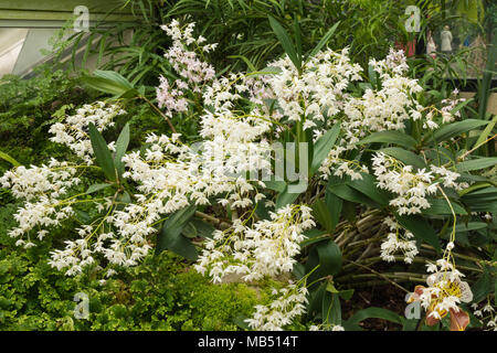 Dendrobium delicatum x in der Prinzessin von Wales Wintergarten, Royal Botanic Gardens in Kew, London, UK Stockfoto