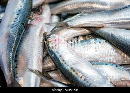 Stapel der Sardinen. Ein Blick auf einen großen Haufen von fangfrischen Sardinen. Stockfoto