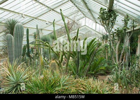 Anzeige von Kakteen, die Prinzessin von Wales Wintergarten, Royal Botanic Gardens in Kew, London, UK Stockfoto