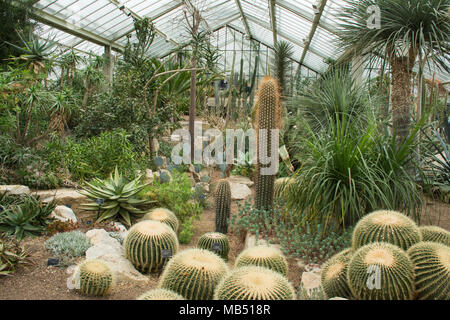 Anzeige von Kakteen, die Prinzessin von Wales Wintergarten, Royal Botanic Gardens in Kew, London, UK Stockfoto