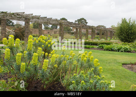 Euphorbia characias Subsp wulfenii 'Lambrook Gold' - wolfsmilch an der Royal Botanic Gardens in Kew, London, UK Stockfoto