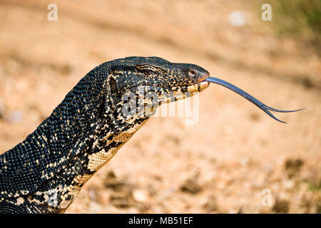 Horizontale Nahaufnahme eines gemeinsamen Wasser Monitor in Sri Lanka. Stockfoto