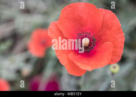 Ein poppiger ist eine Pflanzengattung in der Unterfamilie der Familie Papaveraceae Papaveroideae Stockfoto