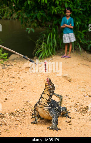 Vertikale in der Nähe einer gemeinsamen Wasser monitor roher Fisch in Sri Lanka gefüttert zu werden. Stockfoto