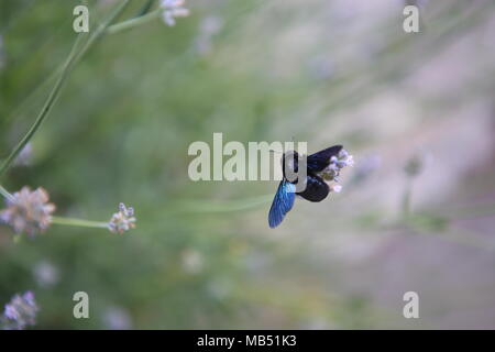 Käfer auf einem Lavendel Pflanze mit blauen Flügeln Stockfoto