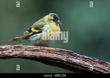 Eurasian siskin (Carduelis spinus), männlich sitzt auf Totholz, Emsland, Niedersachsen, Deutschland Stockfoto