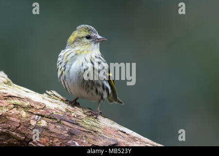 Eurasian siskin (Carduelis spinus), Weibliche sitzt auf Totholz, Emsland, Niedersachsen, Deutschland Stockfoto