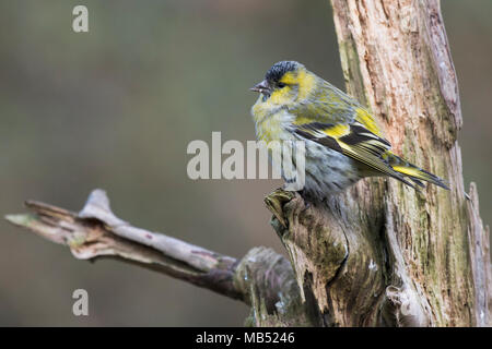 Eurasian siskin (Carduelis spinus), männlich sitzt auf Totholz, Emsland, Niedersachsen, Deutschland Stockfoto