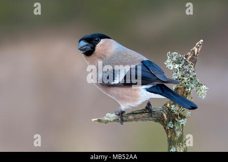 Eurasischen Gimpel (Pyrrhula pyrrhula), weiblich, sitzt auf bemoosten Ast, Terfens, Tirol, Österreich Stockfoto