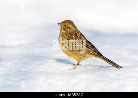 Goldammer (Emberiza Citrinella) im Schnee, Tirol, Österreich Stockfoto