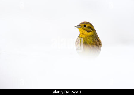 Goldammer (Emberiza Citrinella) im Schnee, Tirol, Österreich Stockfoto