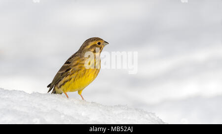 Goldammer (Emberiza Citrinella) im Schnee, Tirol, Österreich Stockfoto