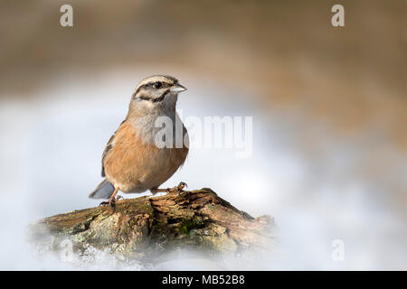 Zippammer (Emberiza cia) sitzt auf einem Zweig im Winter, Tirol, Österreich Stockfoto