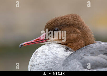 Gemeinsame merganser (Mergus Merganser), weiblich, Tier Portrait, Tirol, Österreich Stockfoto