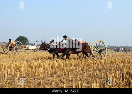 Jessore, Bangladesch - Dezember 17, 2014: Stier - karren traditionelle Racing ländlichen Gegend in Jessore in Bangladesch. Nach der Ernte Paddy, einheimischen anordnen Stockfoto