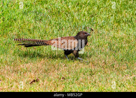 Pheasant Tail Coucal Brisbane Australien Stockfoto