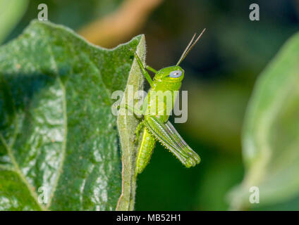 Riesige Heuschrecke Nymphe, Brisbane, Australien Stockfoto