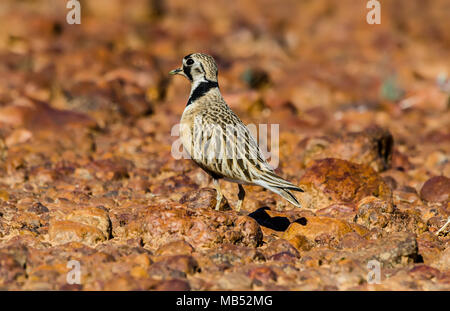 Inland dotterel, boulia, Queensland, Australien Stockfoto