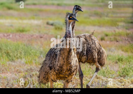 Die wwu, boulia, Queensland, Australien Stockfoto