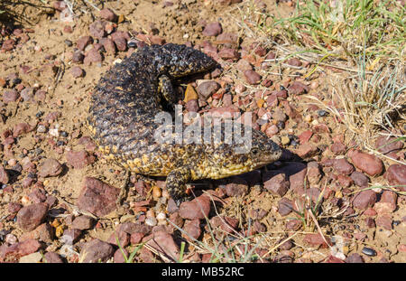 Eine shingleback Skink, Boulia, Queensland Stockfoto