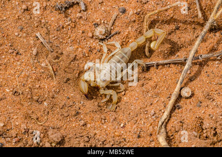 Eine wüste Scorpion aus Südaustralien Stockfoto