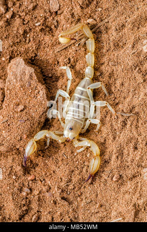 Eine wüste Scorpion aus Südaustralien Stockfoto