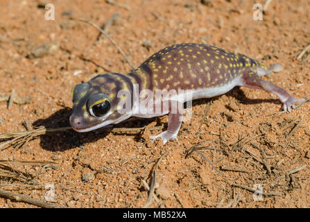 Markierten Knopf-tailed Gecko, yumbarra Conservation Park, South Australia Stockfoto