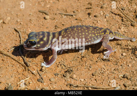 Markierten Knopf-tailed Gecko, yumbarra Conservation Park, South Australia Stockfoto