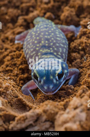 Markierten Knopf-tailed Gecko, yumbarra Conservation Park, South Australia Stockfoto