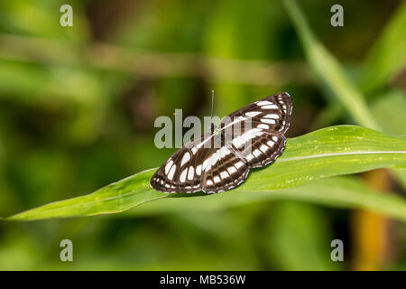 Gemeinsame Sailer (Neptis hylas) auf Anlage Stockfoto