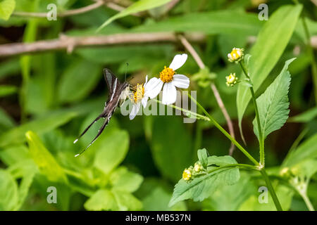 Weiß (Dragontail Lamproptera curius) trinken auf Anlage Stockfoto