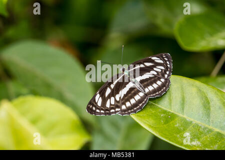 Gemeinsame Sailer (Neptis hylas) auf Anlage Stockfoto